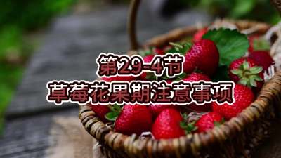 第29-4节-草莓花果期注意事项