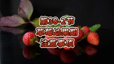 第30-2节-草莓幼果期注意事项