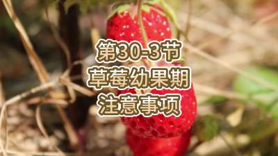 第30-3节-草莓幼果期注意事项