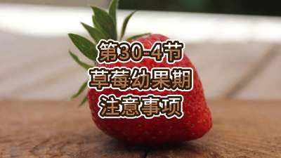 第30-4节-草莓幼果期注意事项