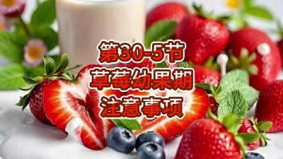 第30-5节-草莓幼果期注意事项