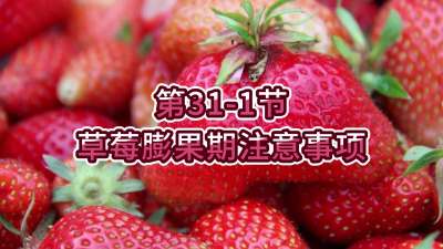 第31-1节-草莓膨果期注意事项