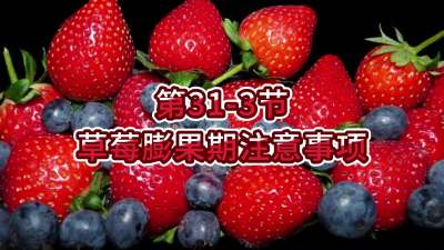 第31-3节-草莓膨果期注意事项