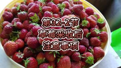第32-2节-草莓采收后注意事项