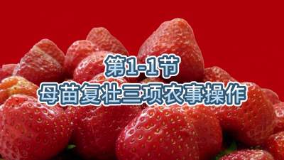 第1-1节-母苗复壮三项农事操作
