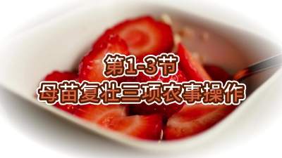 第1-3节-母苗复壮三项农事操作
