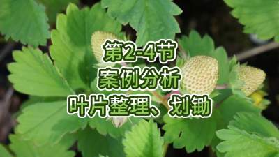 第2-4节-案例分析-叶片整理、划锄