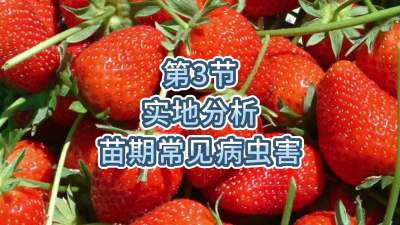 第3节-实地分析-苗期常见病虫害