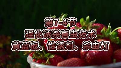 第7-4节-理化诱杀害虫技术-黄蓝板、性诱剂、杀虫灯