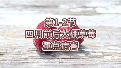 第1-2节-四月前后大棚草莓重点病害