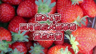 第2-1节-四月前后大棚草莓重点虫害