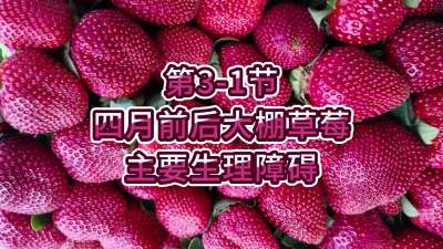 第3-1节-四月前后大棚草莓主要生理障碍