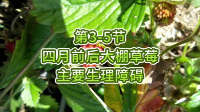第3-5节-四月前后大棚草莓主要生理障碍