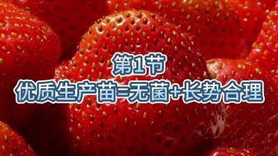第1节-优质生产苗=无菌+长势合理