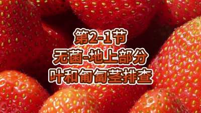 第2-1节-无菌-地上部分叶和匍匐茎排查