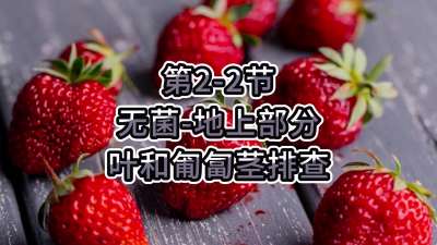 第2-2节-无菌-地上部分叶和匍匐茎排查