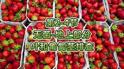 第2-4节-无菌-地上部分叶和匍匐茎排查