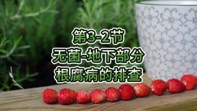 第3-2节-无菌-地下部分根腐病的排查