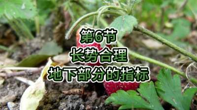 第6节-长势合理-地下部分的指标