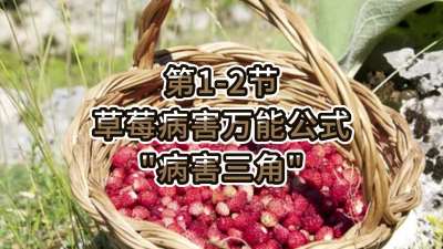 第1-2节-草莓病害万能公式- &ldquo;病害三角&rdquo;