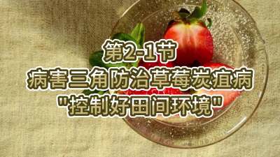 第2-1节-病害三角防治草莓炭疽病-&ldquo;控制好田间环境&rdquo;