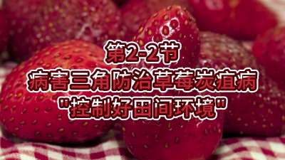 第2-2节-病害三角防治草莓炭疽病-&ldquo;控制好田间环境&rdquo;