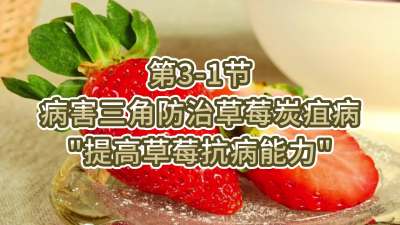第3-1节-病害三角防治草莓炭疽病-&ldquo;提高草莓抗病能力&rdquo;