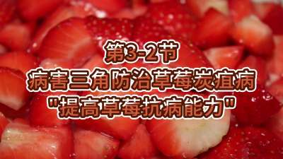 第3-2节-病害三角防治草莓炭疽病-&ldquo;提高草莓抗病能力&rdquo;