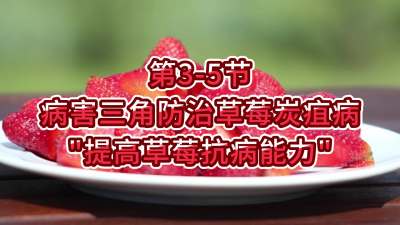 第3-5节-病害三角防治草莓炭疽病-&ldquo;提高草莓抗病能力&rdquo;