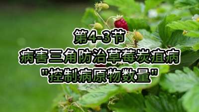 第4-3节-病害三角防治草莓炭疽病-&ldquo;控制病原物数量&rdquo;