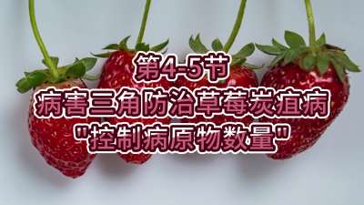 第4-5节-病害三角防治草莓炭疽病-&ldquo;控制病原物数量&rdquo;