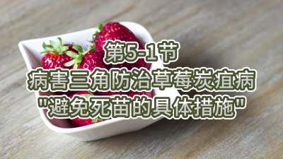 第5-1节-病害三角防治草莓炭疽病-&ldquo;避免死苗的具体措施&rdquo;