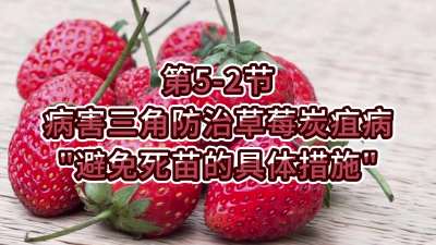 第5-2节-病害三角防治草莓炭疽病-&ldquo;避免死苗的具体措施&rdquo;