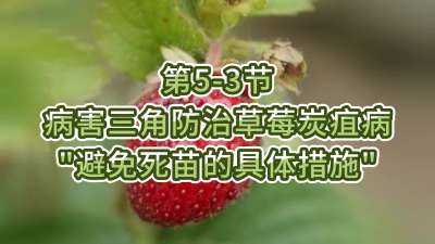 第5-3节-病害三角防治草莓炭疽病-&ldquo;避免死苗的具体措施&rdquo;