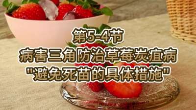 第5-4节-病害三角防治草莓炭疽病-&ldquo;避免死苗的具体措施&rdquo;