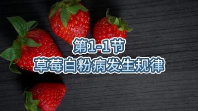第1-1节-草莓白粉病发生规律