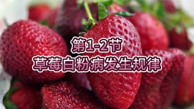 第1-2节-草莓白粉病发生规律