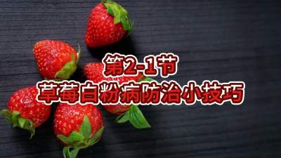 第2-1节-草莓白粉病防治小技巧