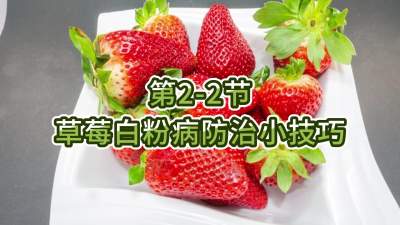 第2-2节-草莓白粉病防治小技巧