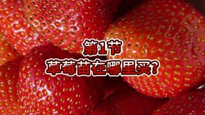 第1节-草莓苗在哪里买？