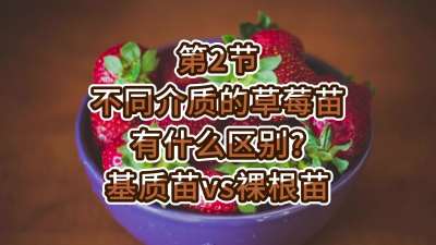 第2节-不同介质的草莓苗有什么区别？基质苗vs裸根苗