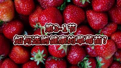 第3-1节-如何选购健康的草莓苗？