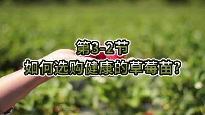 第3-2节-如何选购健康的草莓苗？