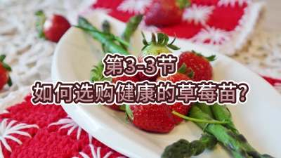 第3-3节-如何选购健康的草莓苗？