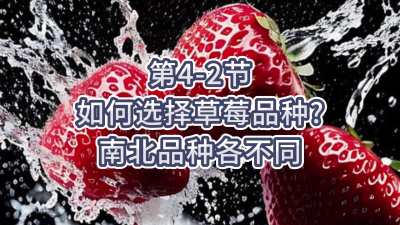 第4-2节-如何选择草莓品种？南北品种各不同