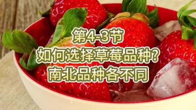 第4-3节-如何选择草莓品种？南北品种各不同