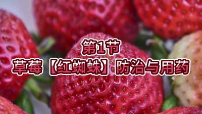 第1节-草莓【红蜘蛛】防治与用药