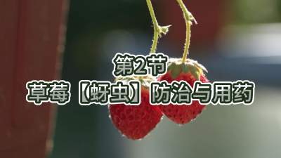 第2节-草莓【蚜虫】防治与用药