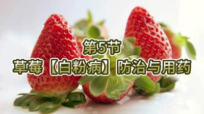 第5节-草莓【白粉病】防治与用药