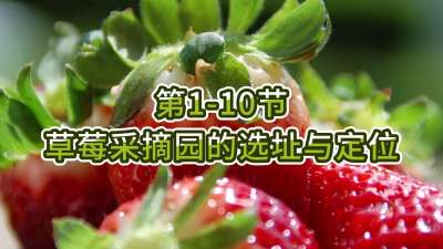 第1-10节-草莓采摘园的选址与定位